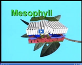 Plant Structure and Function: Leaf Cross Section - Mesophyll