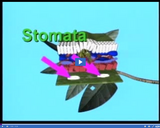 Plant Structure and Function: Leaf Cross Section - Stomata