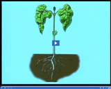 Plant Structure and Function: Plant Diagram