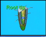 Plant Structure and Function: Root tip video clip