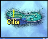 Protists: Ciliates