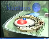 The Cell: Cell nucleus