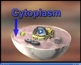 The Cell: Cytoplasm