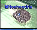 The Cell: Mitochondria video clip