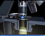 The Microscope: Compound light microscope II