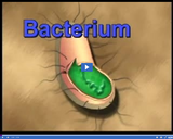 Viruses and Monerans: Bacterium diagram