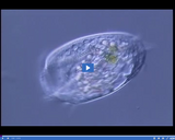 Inside the Living Cell: How Cells Reproduce