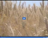 Geography of Utah. Utah Agriculture Part 1. Wheat field.