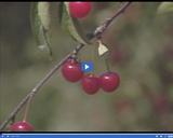 Geography of Utah. Utah Agriculture Part 2. Cherry orchard.