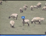 Geography of Utah. Utah Agriculture Part 2. Sheep grazing.