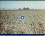 Geography of Utah. Utah Agriculture Part 2. Vegetable gardening.