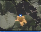 Geography of Utah. Utah Agriculture Part 2. Yellow squash blossom.