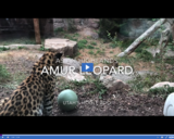 Patterns in Adaptations 2.2.1 - Animal Observations: Amur and Snow Leopards