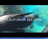 Patterns in Adaptations 2.2.1 - Animal Observations: Rocky Shores California Sea Lion