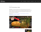 Corn Cob Sprouting in Water - K-LS1-1