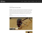 Desert Beetle Harvests Water - 4-LS1-1