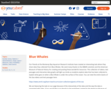 youcubed: Blue Whales