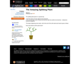 The Amazing Splitting Plant