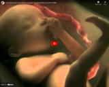 Life in the Womb - 9 months in 4 minutes