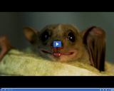 SciTech Now: Bat Flight (Segment)