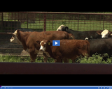 SciTech Now: Cattle App (Segment)