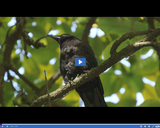 SciTech Now: Crows (Segment)