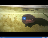 SciTech Now: Eels Behavior (Segment)