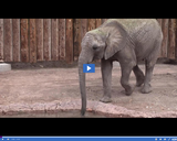 SciTech Now: Elephant Blood & Helping Cure Cancer