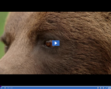 SciTech Now: Grizzly Bears (Segment)