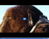 SciTech Now: Musk Oxen (Segment)