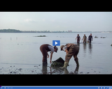 SciTech Now: Oyster Science (Segment)