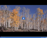 SciTech Now: Pando - World's Largest Living Organism