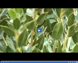 SciTech Now: Plants & Light (Segment)