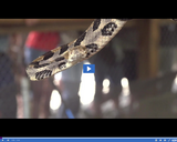 SciTech Now: Rattlesnakes (Segment)