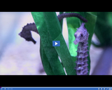 SciTech Now: Seahorse Pregnancy (Segment)