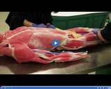 SciTech Now: Syndaver (Segment)