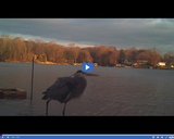 SciTech Now: The Fitbit & the Blue Heron (Segment)