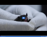 SciTech Now: White-Nose Syndrome (Segment)