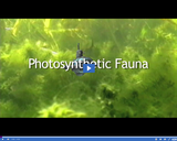 Microscopic Monsters Ep. 02: Photosynthetic Fauna