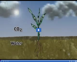 Activities of Plants: Photosynthesis I