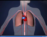 Blood and Circulation: Oxygen in Body