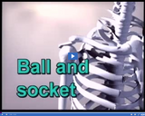 Bones and Muscles: Ball and Socket Joint