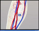 Circulation and Respiration: Capillaries I