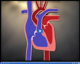 Circulation and Respiration: Pumping Heart