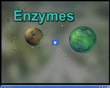 Digestion and Excretion: Enzymes