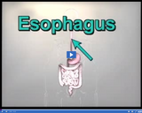 Digestion and Excretion: Esophagus