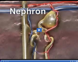 Exploring the Digestive and Excretory Systems: Nephron