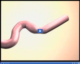 Exploring the Digestive and Excretory Systems: Small intestine III