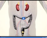 Exploring the Digestive and Excretory Systems: Urinary system I