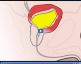 Exploring the Digestive and Excretory Systems: Urine